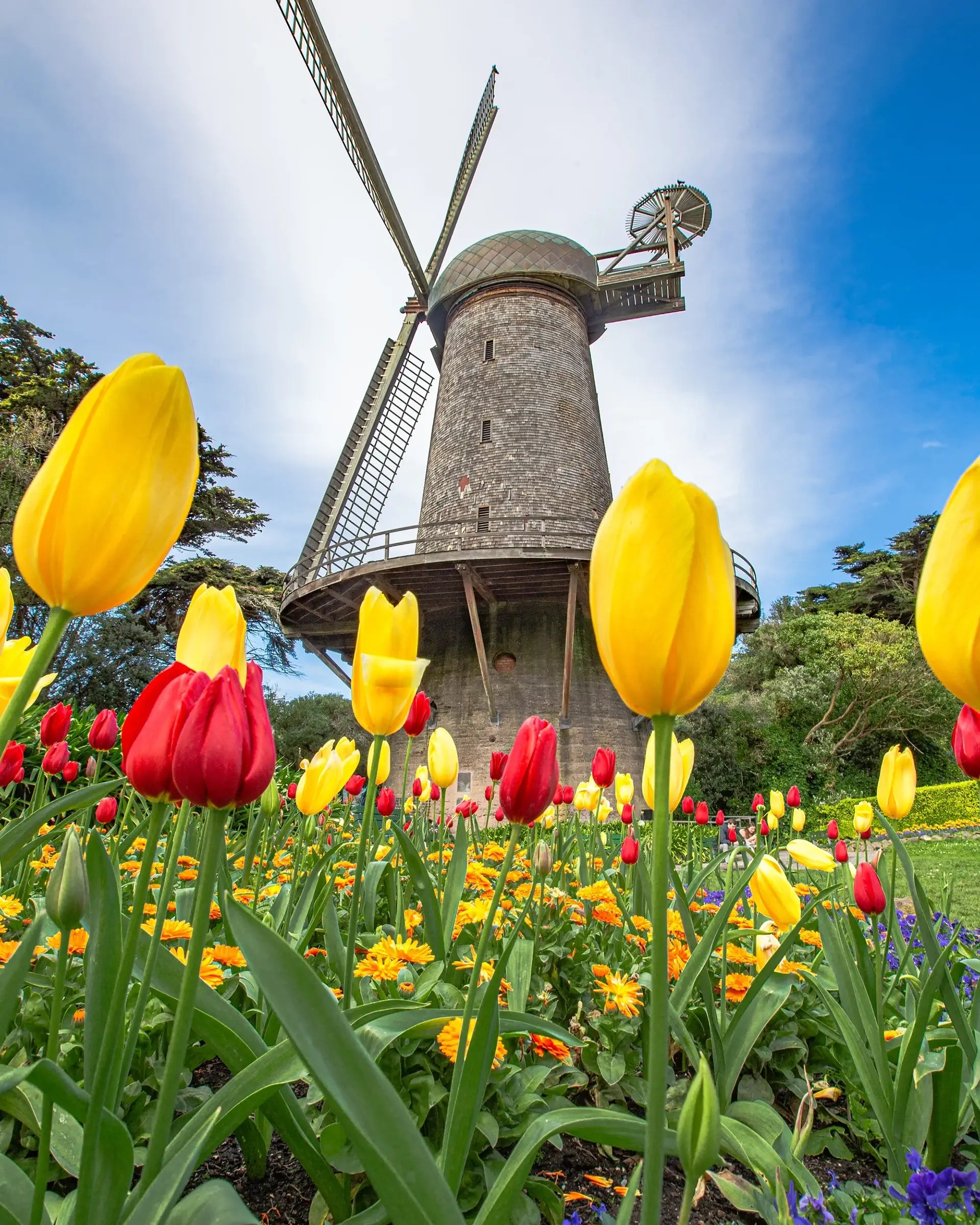 Colorful red and yellow tulips blooming in front of a historic windmill under a bright blue sky, capturing a vibrant springtime garden scene with flowers and rustic architecture.