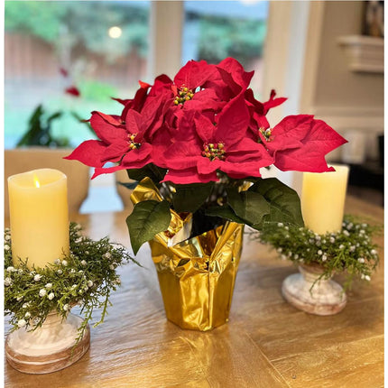 Ashland potted Red Velvet Poinsettia 12in