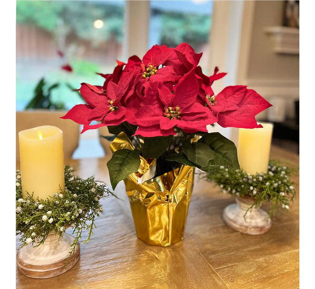 Ashland potted Red Velvet Poinsettia 12in