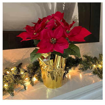Ashland potted Red Velvet Poinsettia 12in