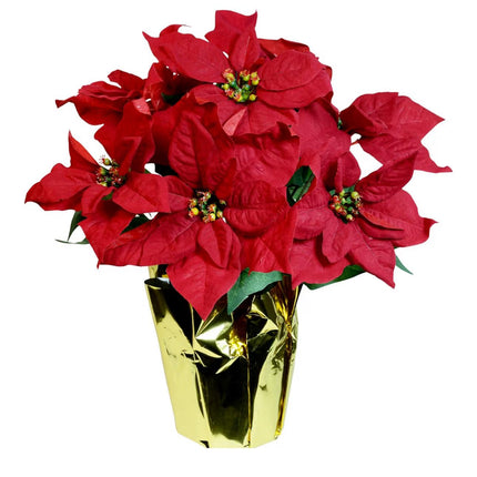 Ashland potted Red Velvet Poinsettia 12in