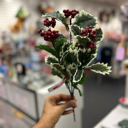 Ashland Christmas Bush