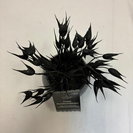 Black Spiky Leaf Halloween Decoration in Disco Pot 4 in