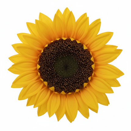 Close-up of Ashland 28 inch dual golden yellow sunflower blooms showing realistic petal texture and dark brown center detail