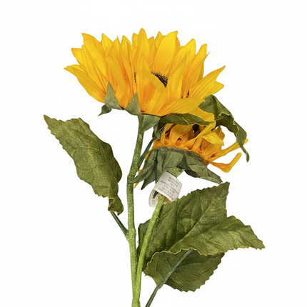 Close-up of Ashland dual golden yellow sunflower bloom showing petal and center detail on white background