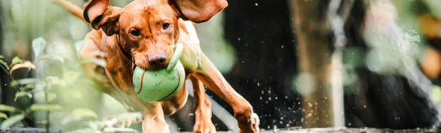 Banner image for: <h1>Pet Supplies</h1>